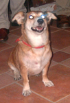 caine casa LIMA